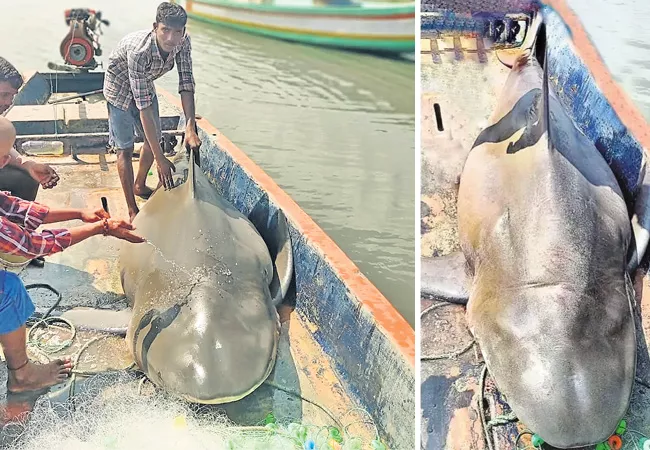 Nellore Fishermen Catch 300 KGs Bull shark - Sakshi