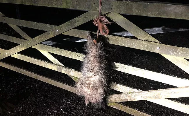 Thugs String Up A Dead Badger To Chris Packham's Front Gate In London - Sakshi