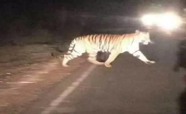 Tiger Wandering On National Highway In Nizamabad - Sakshi