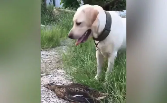 Duck Plays Dead To Escape Dog - Sakshi