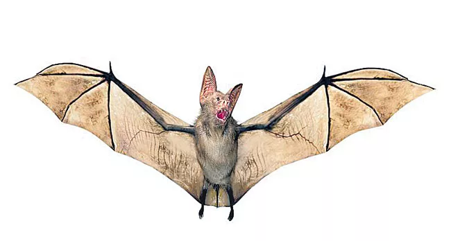 COVID-19: Virus Hunters Find Genetic Clues In Bats - Sakshi