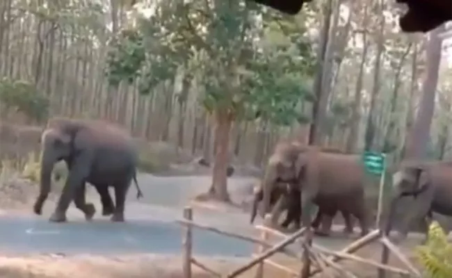Video Of Elephant Family Crossing Road Goes Viral - Sakshi