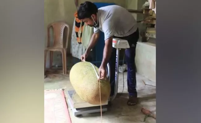 51.4kg Jackfruit found in Kerala - Sakshi