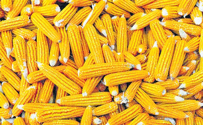 Telangana Markfed Gone Into Losses With Corn - Sakshi