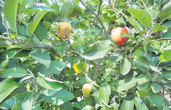 Apple cultivation In Telangana - Sakshi