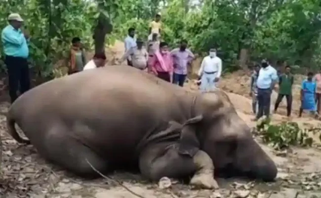 3 elephants found dead in 3 days in Chhattisgarh - Sakshi