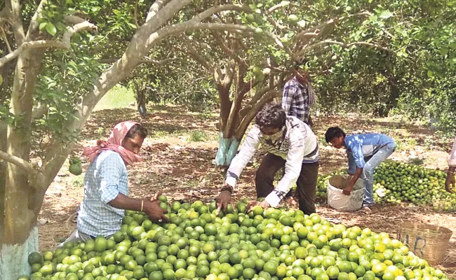 Prakasam Orange Fruits Export to Odisha - Sakshi