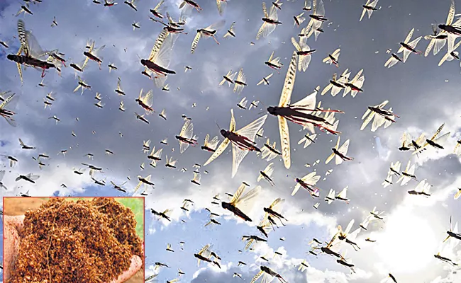 Pakistan Innovative Plans To Face Locusts  - Sakshi