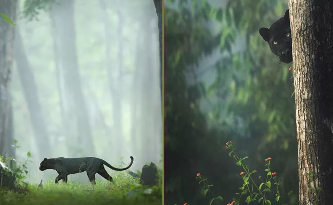 Majestic Images Of Black Panther Goes Viral - Sakshi
