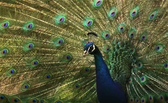 Farmer Eye Injured Take Selfie With Peacock Tamil nadu - Sakshi