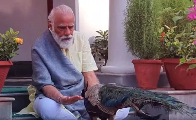 Narendra Modi Bond With Peacocks, Look At This Video - Sakshi