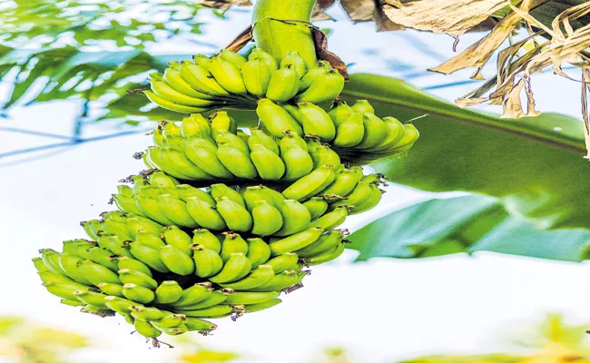 Andhra Pradesh tops in banana exports - Sakshi