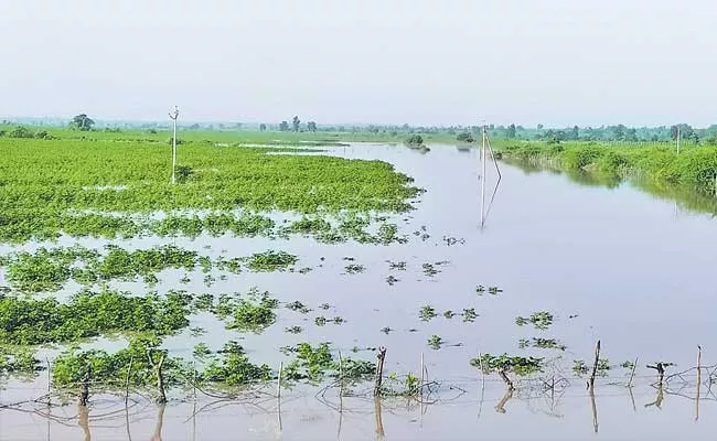 Crops Damaged Due To Heavy Floods To Pranahita River - Sakshi