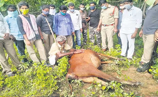 Tigers Killed Three Cows At Peddapalli Telangana - Sakshi
