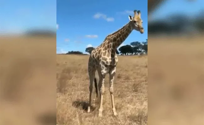 Viral video: Giraffe Eating Grass in Different Style - Sakshi