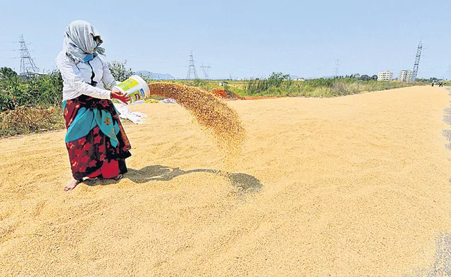 Farmers Loosing Hopes Of Bonus Offered By Government For Fine Grains - Sakshi