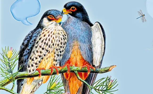 Special Story On Amur Falcons Journey Through World - Sakshi
