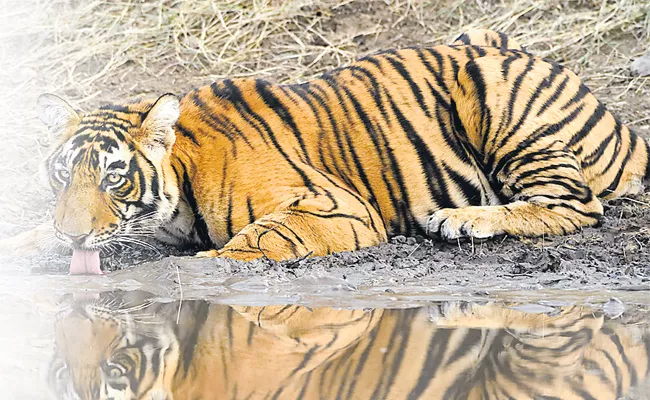 Pilibhit Tiger Reserve In Uttar Pradesh Receives First TX2 Award - Sakshi