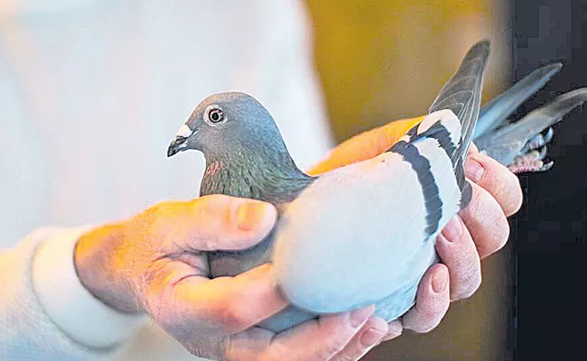 Racing Pigeon Named New Kim Sold For Record Price - Sakshi