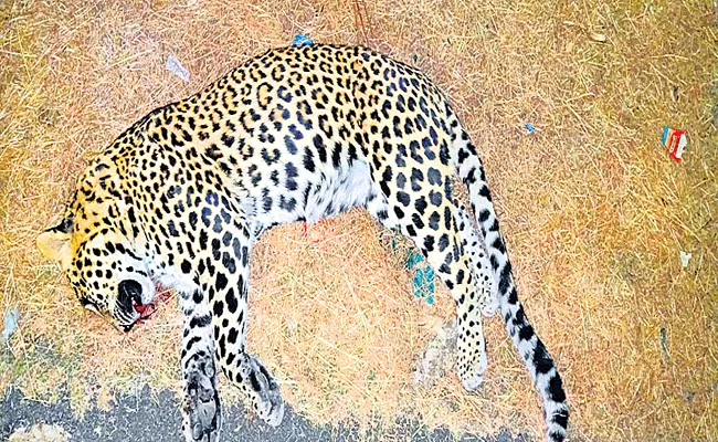 Adilabad: Leopard Carcass On The Side Of The Road - Sakshi