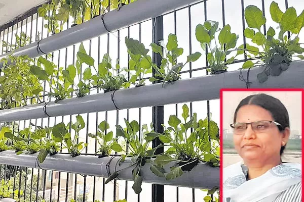 Hydroponic Cultivation Easy - Sakshi