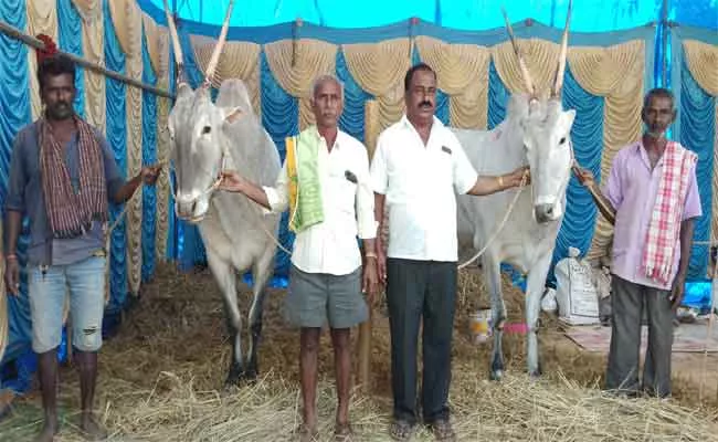 Pair Of Bulls Price Record In Karnataka - Sakshi