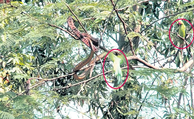 Parrot Fighting With Snake In Gudivada Over Child Parrots - Sakshi