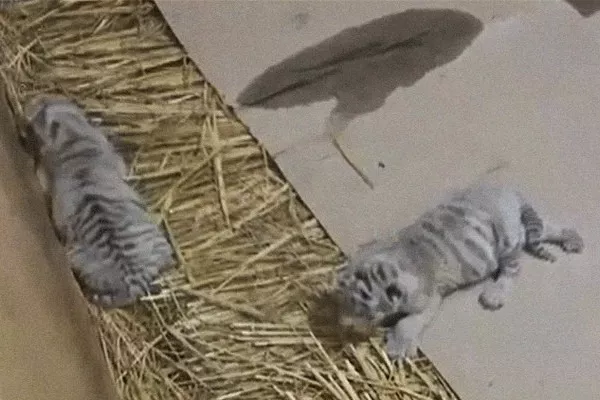 Two White Tiger Cubs died with Covid-19 in Lahore Zoo - Sakshi