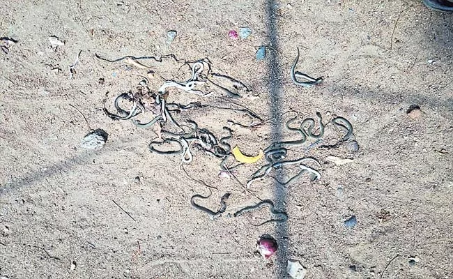 21 Small Snakes Found In House Near Mahabubnagar - Sakshi