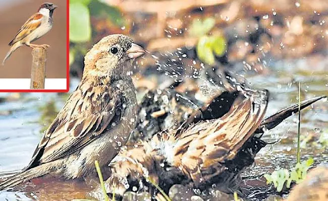 Sakshi Special Story About World Sparrow Day