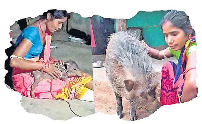Separated Pet Wild Boar Returns To Owner Lap In Odisha - Sakshi