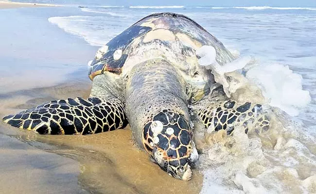 Huge Turtle Carcass At Visakha Beach - Sakshi