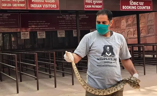 Long Rock Python Spotted at Taj Mahal Ticket Counter - Sakshi