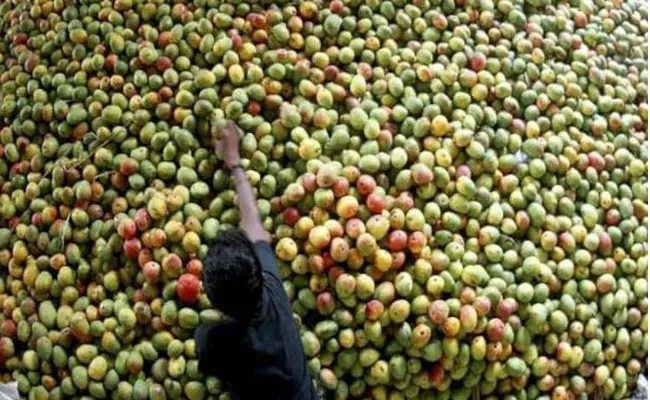 4000 Kilos Of Artificial Ripened Mangoes Seized In Tamil Nadu - Sakshi