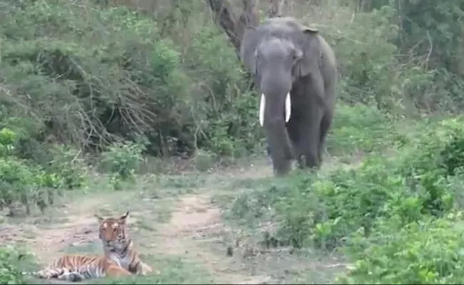 Elephant Comes Across Tiger While Walking In The Forest - Sakshi