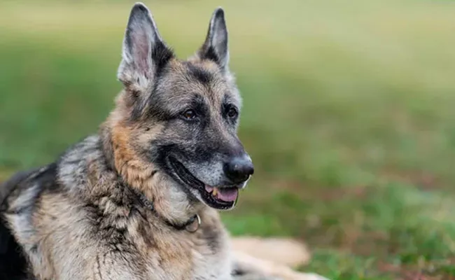 US President Joe Biden German Shepherd Dog Champ Deceased - Sakshi