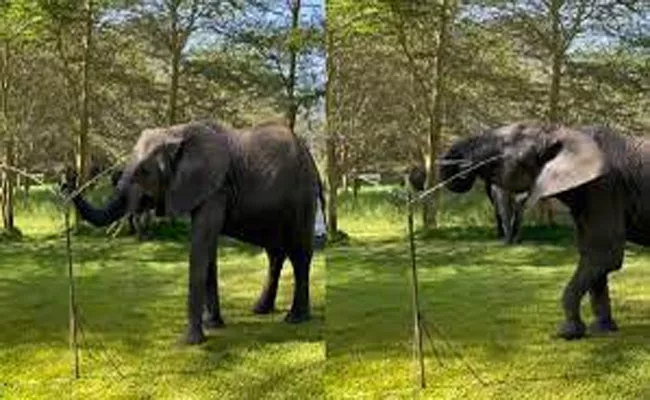 Viral Video: Elephant Drinks Water From Sprinkler As Another Waits For His Turn - Sakshi
