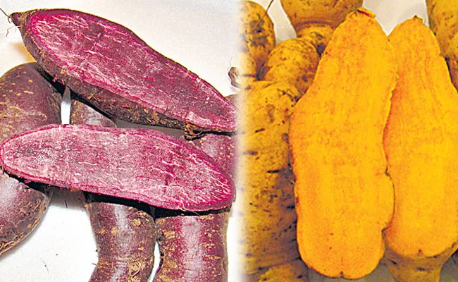 Orange, Purple Sweet Potato Prevent Cancer, Diabetes Risk: CTCRI - Sakshi