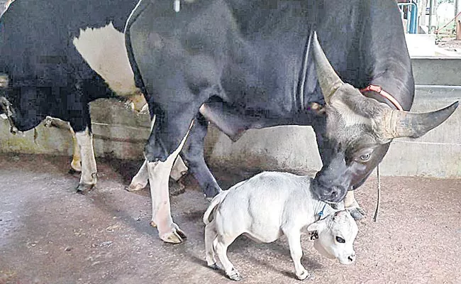 Worlds Smallest Cow In Bangladesh: May Be In Gunnies Record - Sakshi
