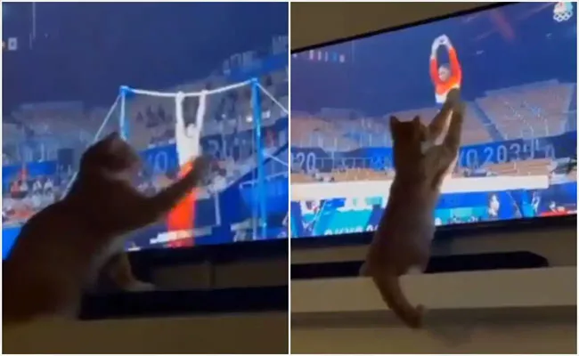 Cat Watches Gymnasts Perform at Tokyo Olympics n TV, Viral Video - Sakshi
