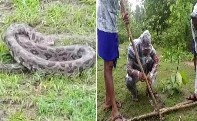 Shocking Twist After Fishing Get 7 Feet Long Python Odisha Became Viral - Sakshi