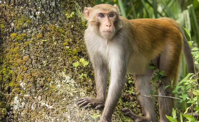 Monkey Ran With Cash Bag In Uttar Pradesh - Sakshi