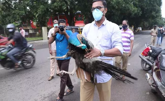 Peacock Hits Man Riding Bike With Wife Bird and Biker Deceased At Kerala - Sakshi