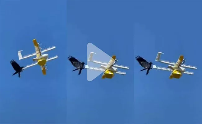 Bird Attacks Food Delivery Drone In Australia - Sakshi