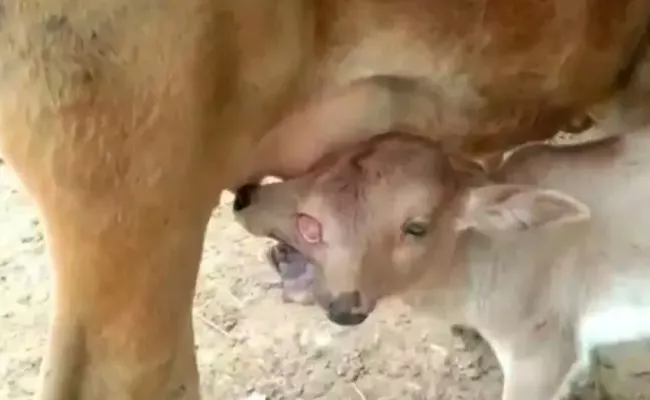 Calf Born With 2 Heads 3 Eyes In Odisha Locals Worshipped As Maa Durga Avatar Viral Video - Sakshi