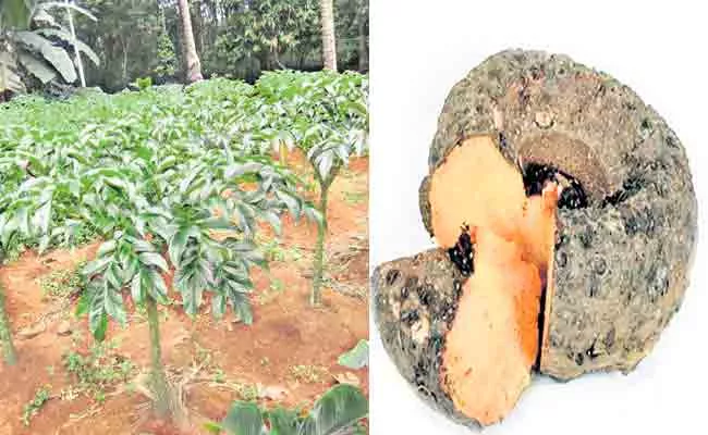 Potato Cultivation Give Benefit Farmers In West Godavari District - Sakshi