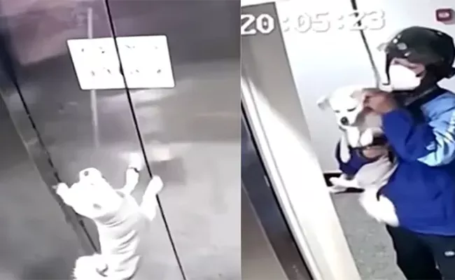 A Chinese Delivery Driver Saved The Life Of A Dog Whose Leash Got Stuck In An Elevator - Sakshi