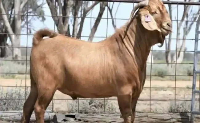 Australia Most Expensive Goat Marrakesh Sells For Record Price, Details Inside - Sakshi