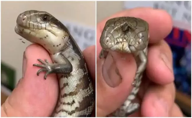 Viral video Lizard With 2 Heads And Blue Tongue Gives Chills - Sakshi
