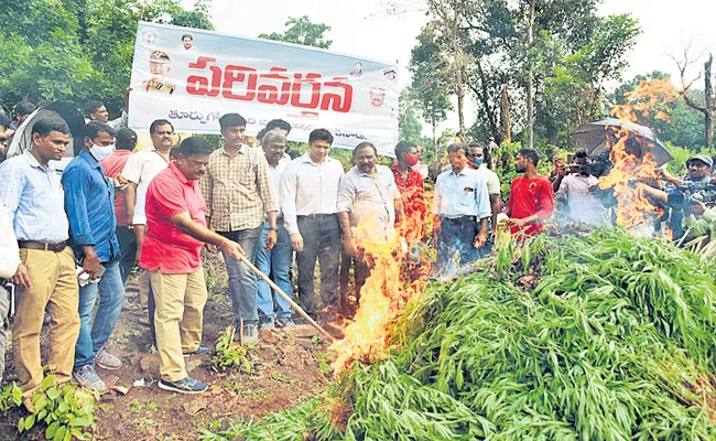 Destruction of cannabis crop on 10 acres Andhra Pradesh - Sakshi